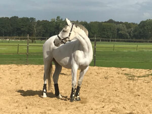 Marianne_Luesken_Paardencoaching_Maneveld_wit_paard